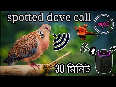 spotted dove call sounds /Dove bird sound effects /gugu pakir dak / ঘুঘু পাখির ডাক। #bmmedia1 ✅
