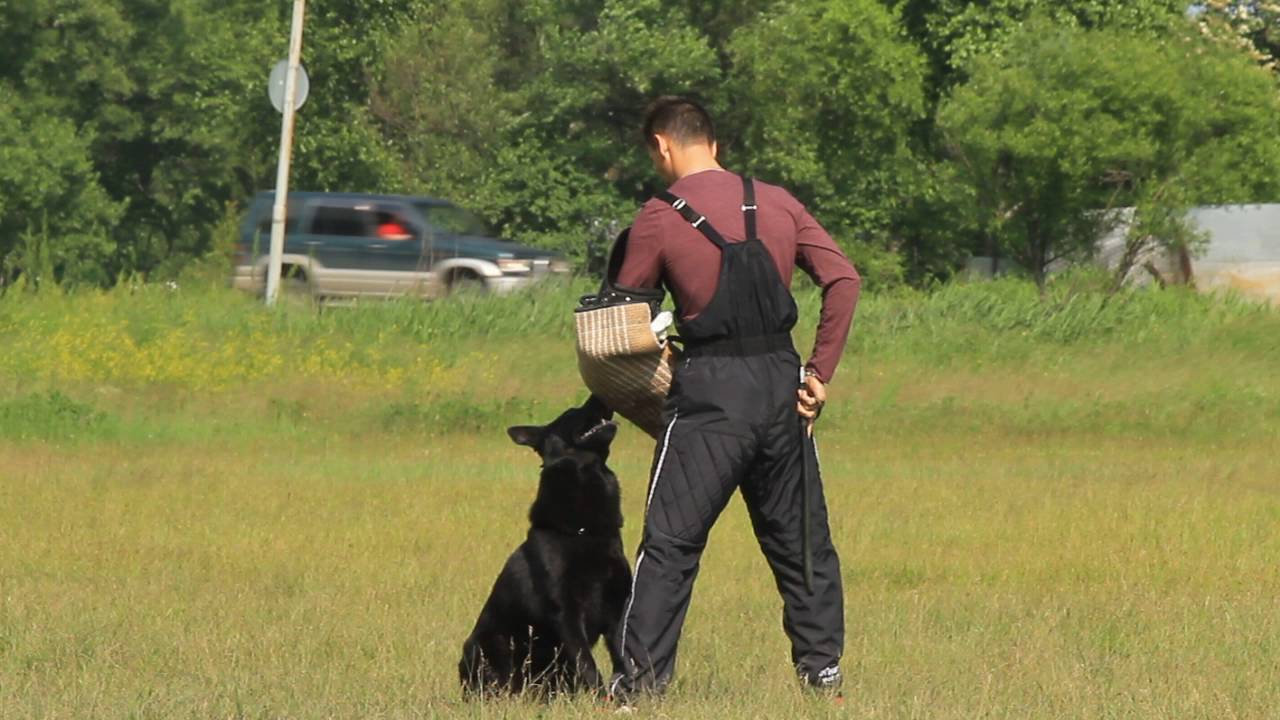 Где Ипо Какой Цене Можно Купить