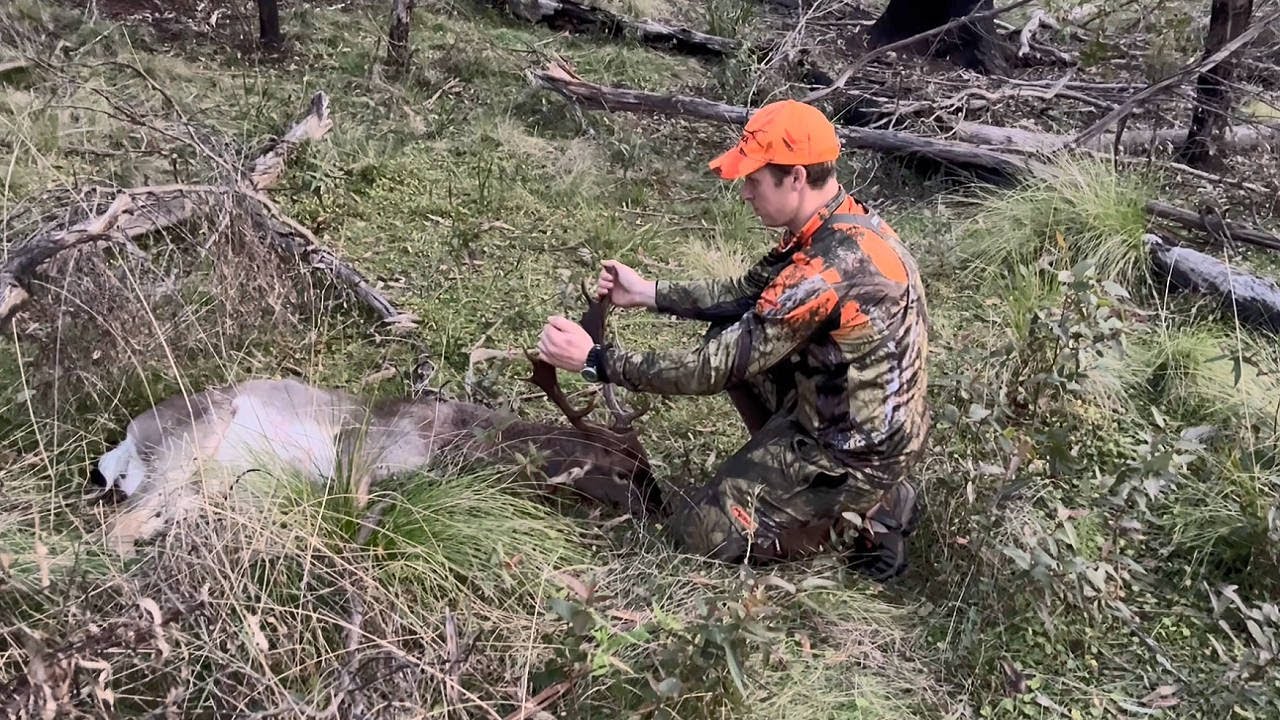 An Epic State Forest Hunt TheWildTheFree YouTube