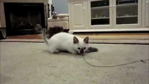 Video 4529481: siamese cat kitten, chocolate point siamese kitten, siamese kitten playing, black siamese, cat fun kitten, kitten mouse