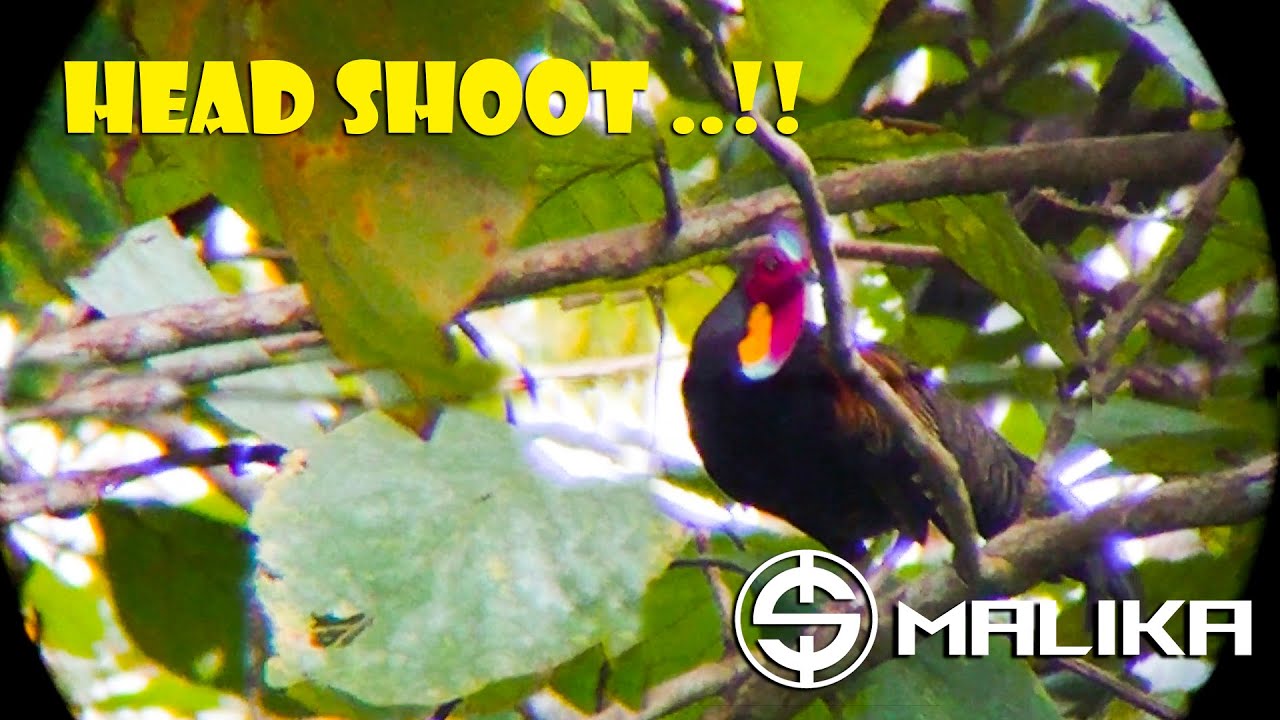 BERBURU AYAM HUTAN ,IMAM SAKHA