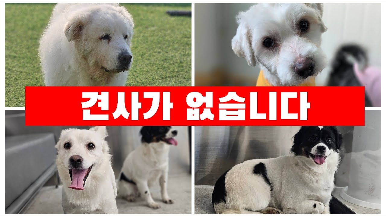 견사가....청력을 잃은 켄... 