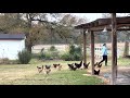 Come on Chickens!…