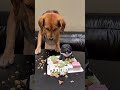 This dog refused to eat his birthday cake… because it looked like his best friend. 😢#shorts #dog