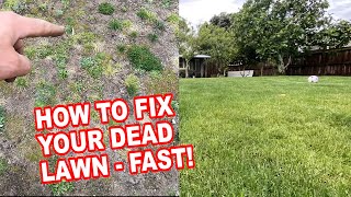 How to fix your dead lawn - FAST!