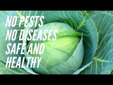 Top 5 Companion Plants for Cabbage // Healthy Cabbages // Improved Taste and Flavour