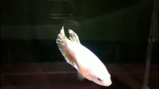 Story WA Cupang Soft Gold - Jadilah Legenda (Superman Is Dead)