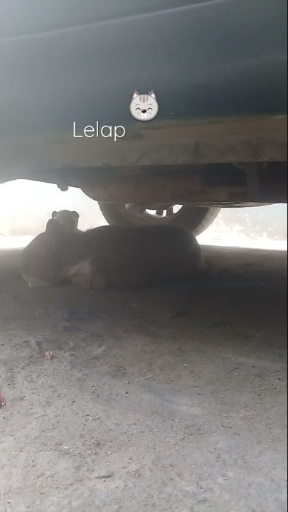 KUCINGNYA LELAP DI KOLONG MOBIL #shorts  #youtubeshorts #kucing #cat