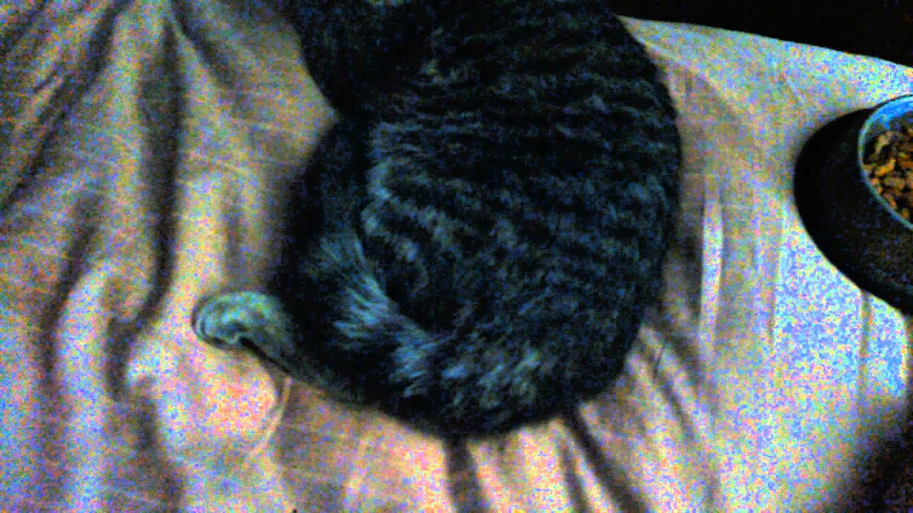 Kitten hurt his leg YouTube