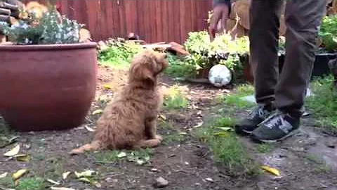 Mini Goldendoodle Puppy does obedience