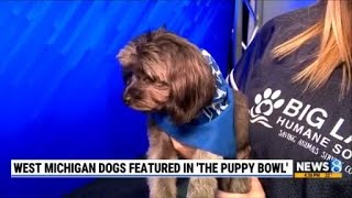 West Michigan dogs features in The Puppy Bowl