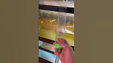 How to start a siphon for aquarium #shorts