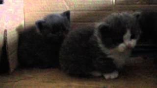котенок манчкин окрас голубой с белым котенок манчкин окрас голубой с белым