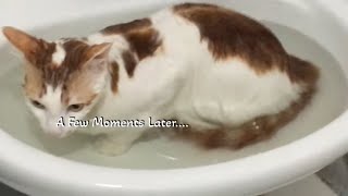 Adorable Cat Mitchu's Bathing Day  muddy to squeaky clean!