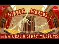 The hidden worlds within natural history museums - Joshua Drew