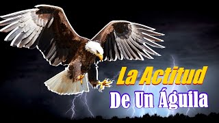 El PODER de la ACTITUD   La ACTITUD De Un AGUILA  Poderoso Mensaje MOTIVACIONAL