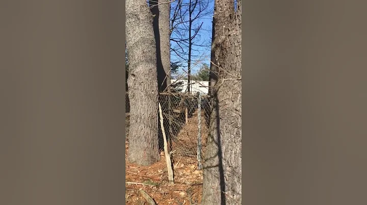 Annoying dogs in back yard