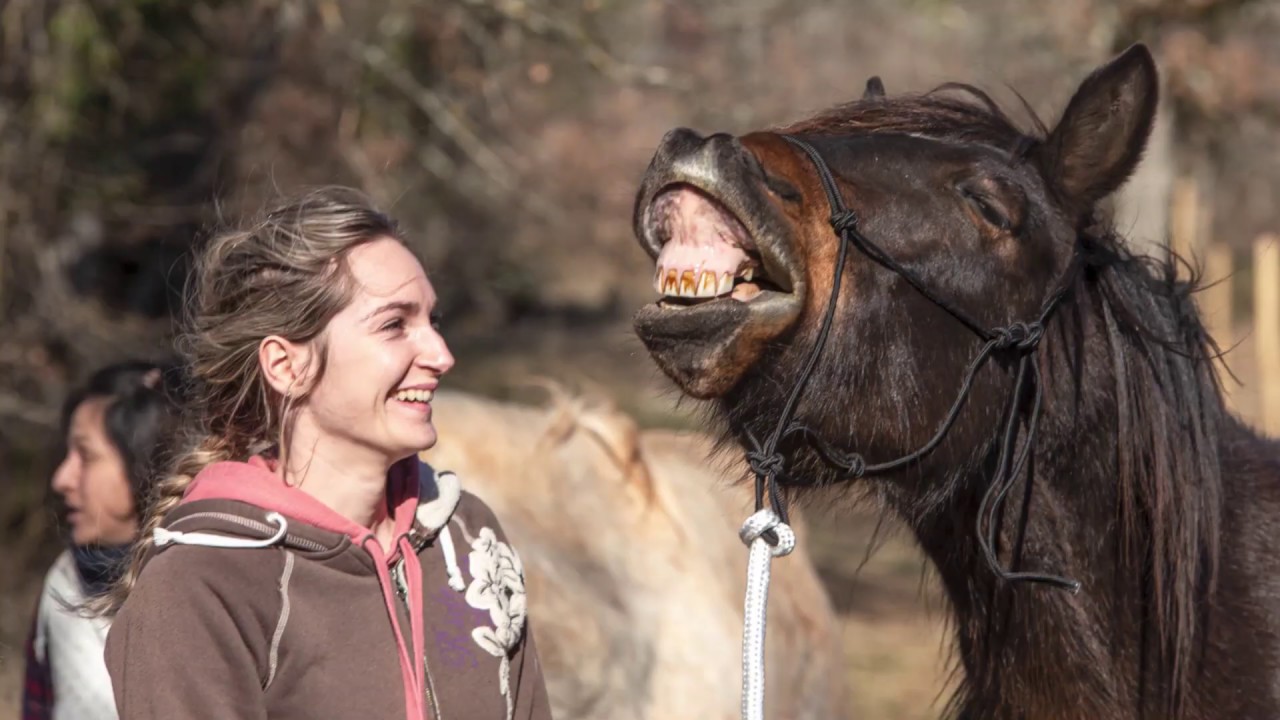 to A World of Horses Horse riding in France YouTube