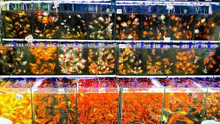 1 MILLION FISH at This Goldfish Market!