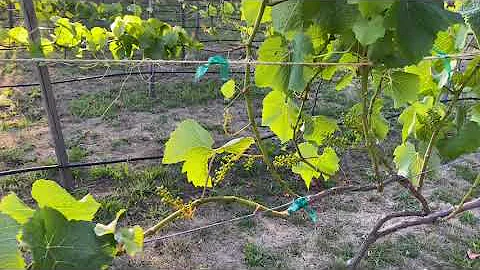 Growing Grapes on the North Coast