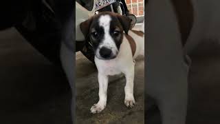 Cute Puppy by CC Strong 387 views 6 months ago 1 minute, 1 second