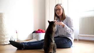 Katzen Tricks: So lernt eure Katze über Hindernisse zu springen  |  Tierbegleitet bewegen  | Teil 1