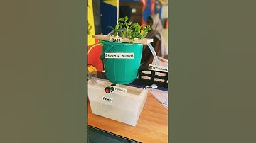 Amazing School Project: Hydroponics- Hydroelectricity Combo..! #schoolproject #science #hydroponics
