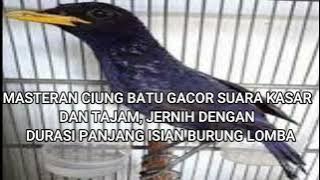 MASTERAN CIUNG BATU GACOR SUARA KASAR DAN TAJAM JERNIH DENGAN DURASI PANJANG ISIAN BURUNG LOMBA