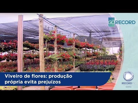 Vídeo: Rosa Do Norte, Viveiro De Plantas Ornamentais