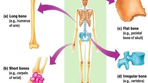 Skeletal System, part 2