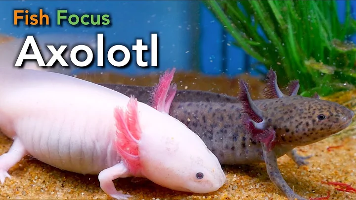 Fish Focus - Axolotl