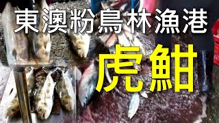 東澳粉鳥林漁港定置網捕魚粉鳥林秘境 