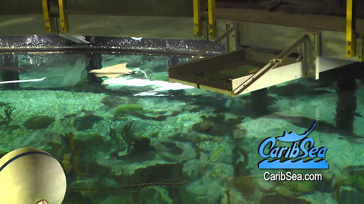 SHEDD Aquarium the 90,000 gallon Caribbean Reef wi...