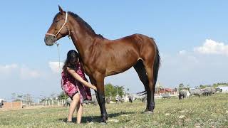 Beautiful smart girl Care horse basic in village