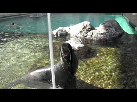 Seal Screaming like a Man