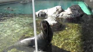 Seal Screaming Like A Man