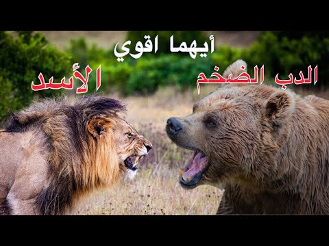 فيديو: من هو الأقوى - دب أم أسد؟ قوة الدب مقابل رشاقة الأسد