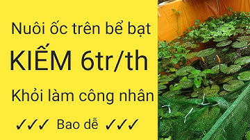 Nuôi ốc buơu đen kiếm 6tr/th. Khỏi làm công nhân ✓ bao dễ ✓