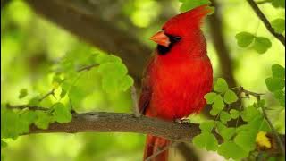 Masteran Jernih Burung Cardinal Merah Full Tembakan