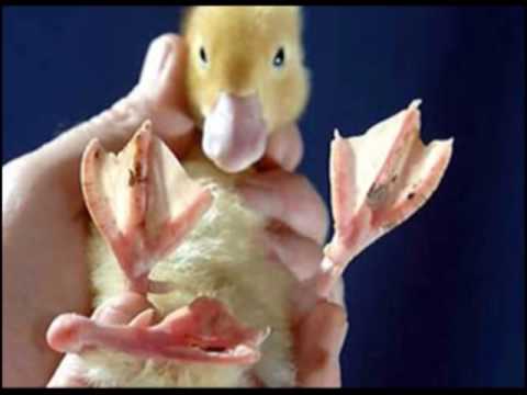 მემკვიდრული ცვალებადობა