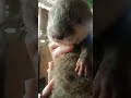 Welcome baby otter 