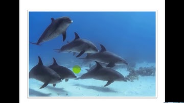 TNXH lớp 2 - Tuần 27. Bài dạy: Loài vật sống ở đâu?