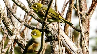 Silvereye / Tauhou Flock - Birds of Inland Kapiti, New Zealand