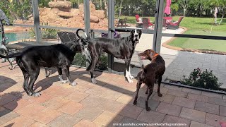 Funny Cat Is Not Amused By Pointer Dog's Play Date With Great Danes
