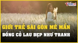 Giới trẻ Sài Gòn mê mẩn đồng cỏ lau đẹp như tranh | Báo VietNamNet