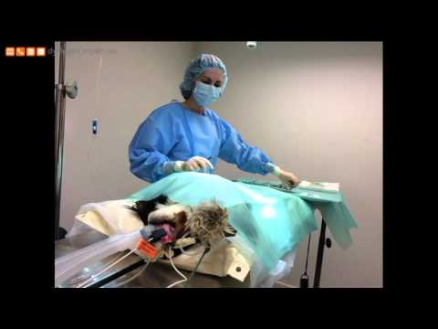 Video: Vasektomi Istället För Neuter? (för Din Hund)