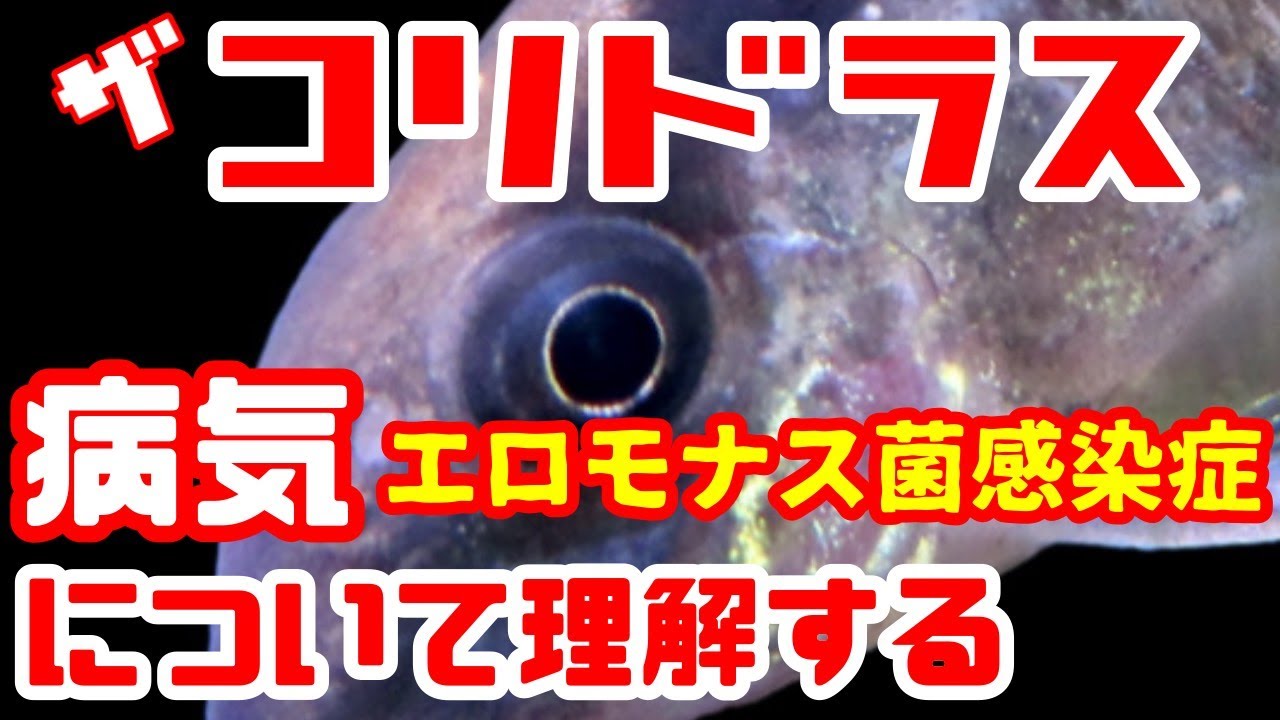 アクアリウム 熱帯魚の病気その２ コリドラスの病気について コリドラスに多い病気はエロモナス症ですって なぜわかる 食中毒菌に指定されているじゃないか エルバージュエースで薬浴してやっつけた Youtube