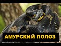 [Herping in Primorye 2021] The Russian rat snake / Амурский полоз