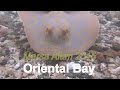 Aurora Oriental Bay- Faszination Korallenriff / Marsa Alam / HD /2015