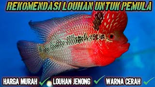JENIS LOUHAN YANG COCOK UNTUK PEMULA!! JENONG, MERAH DAN HARGA MURAH